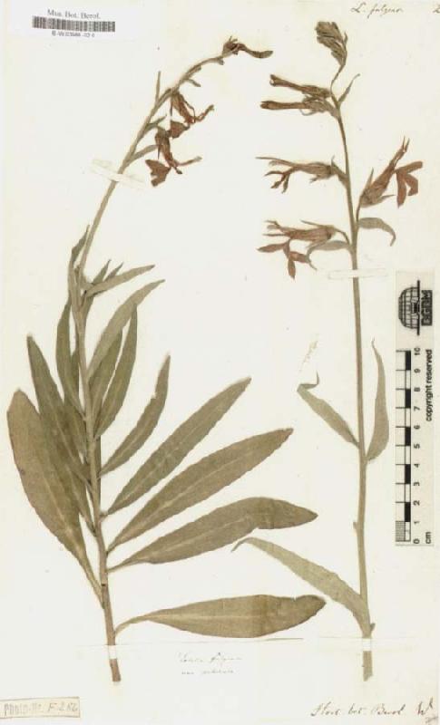 Alexander von Humboldt Lobelia Fulgens oil painting image